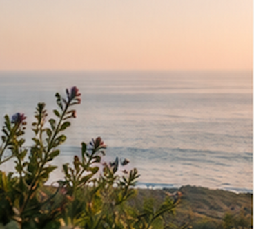 Ocean at sunset with wildflowers on a coastal bluff