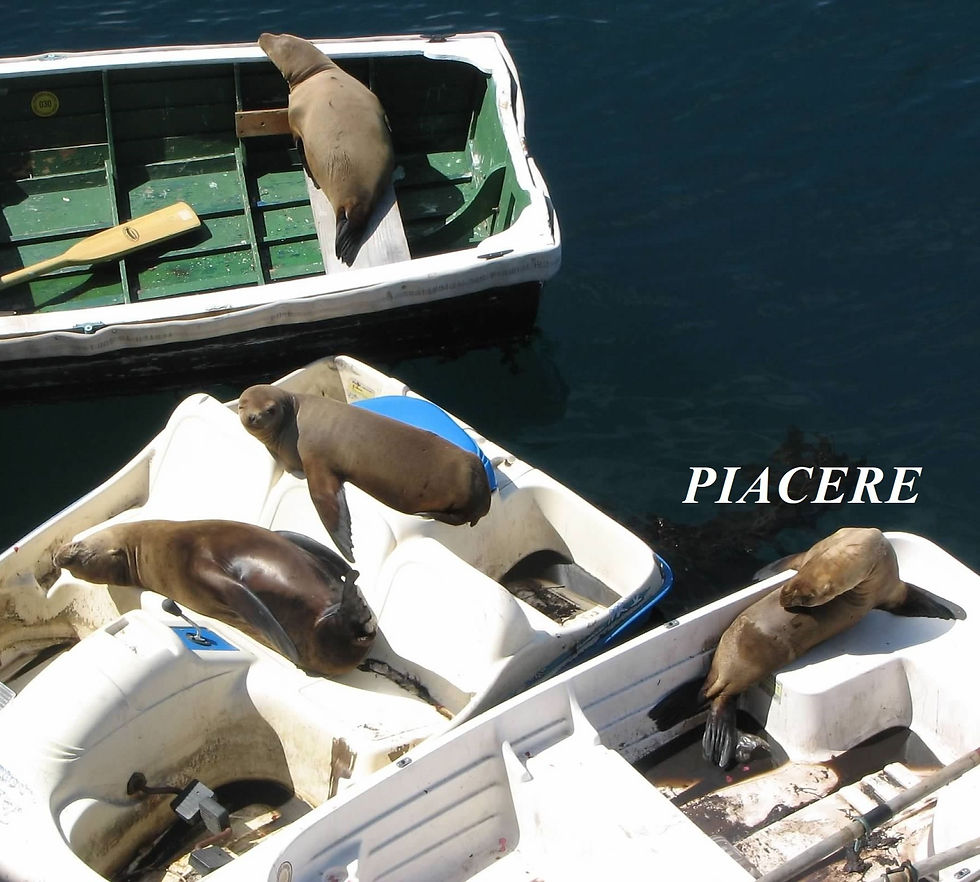 Sea lions basking in the sun at Fishermans Wharf