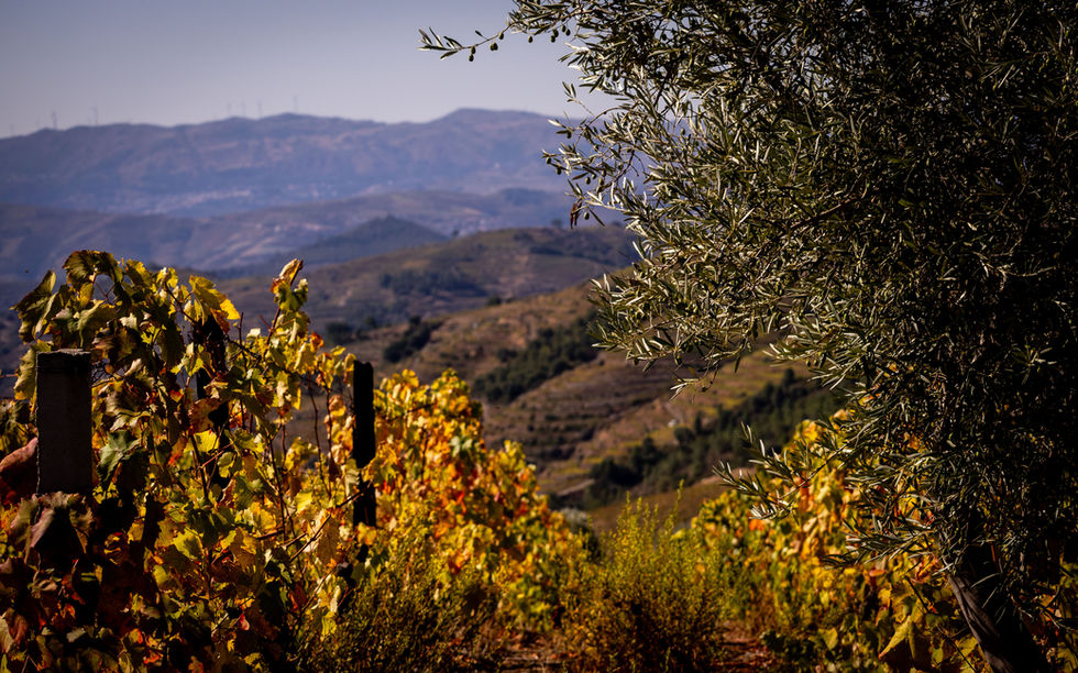 Hiking the Douro River Valley