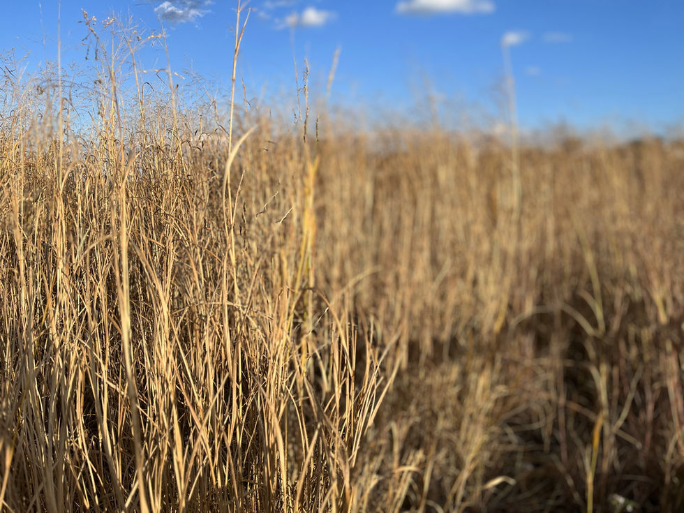 Nahant, Beach Grass, Fall