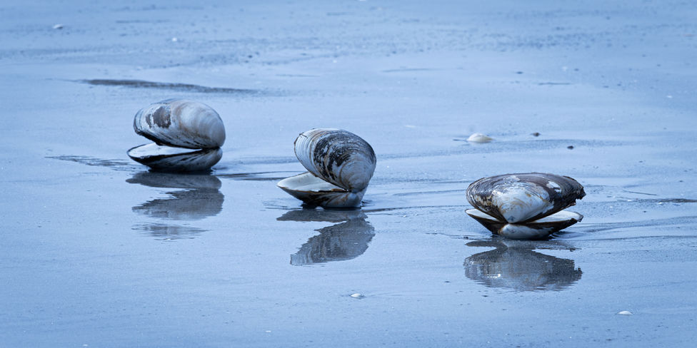 Wingaersheek, Gloucester, Beach, shells