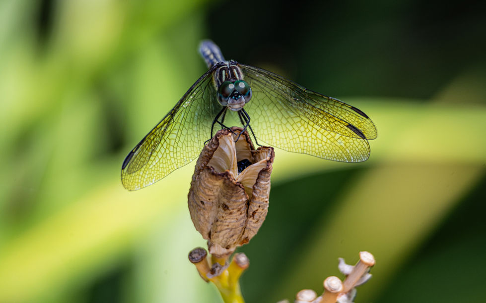 Dragonfly, Insect, Reading MA, Closeup