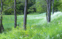 Wild Flowers, Lenox, Berkshires