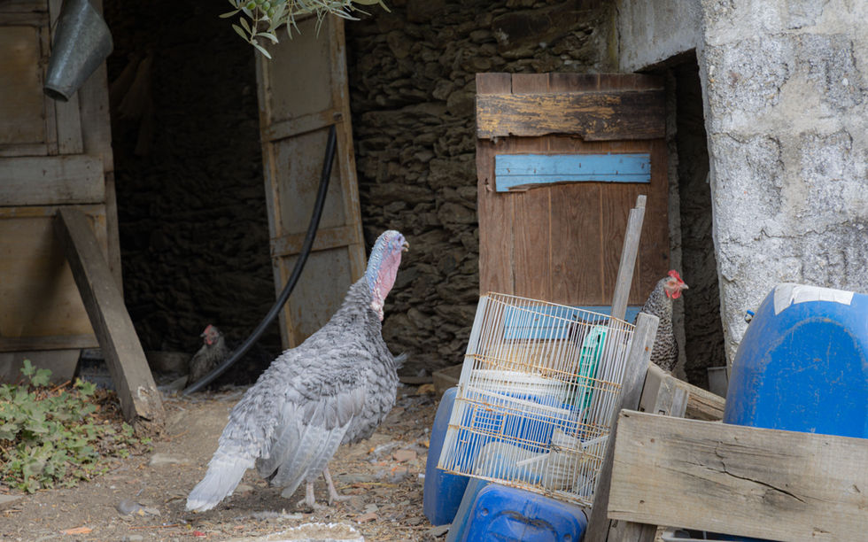 Hiking the Douro River Valley