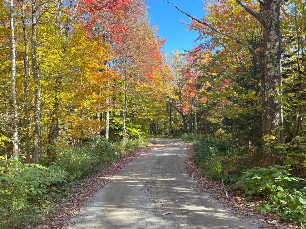 foliage, fall, trees, dirt road, Vermont