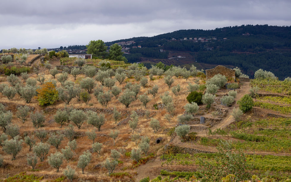Olive trees and Vineyard in Douro