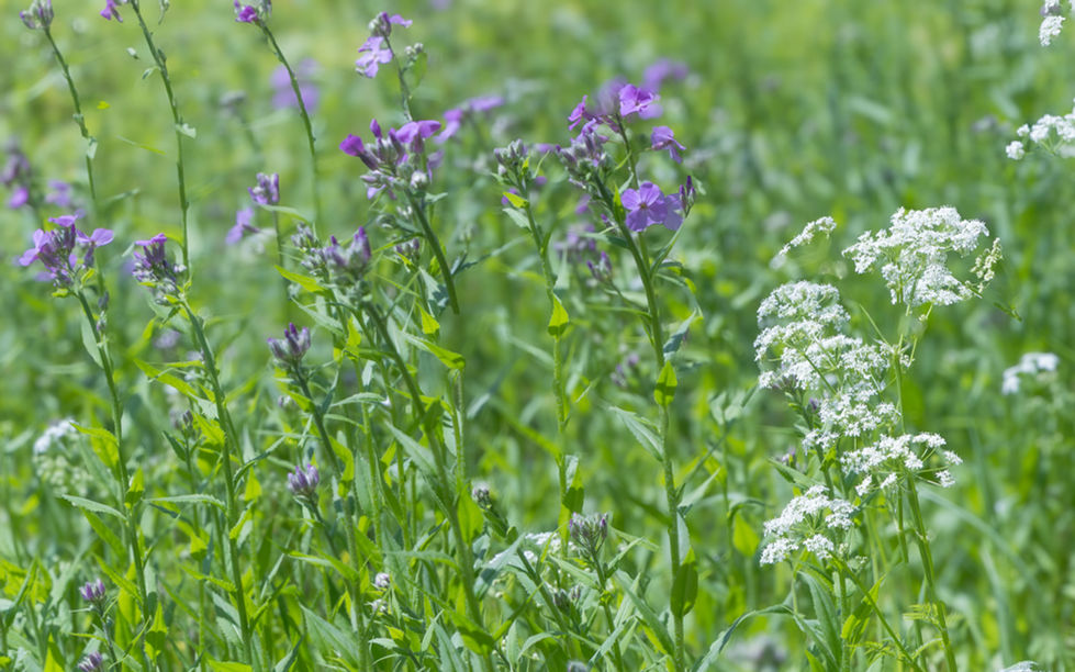 Wildflowers, Berkshires, MA, Spring