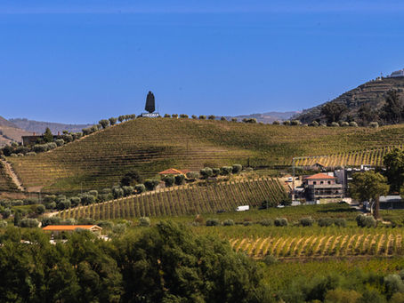 Port Wine - who new?