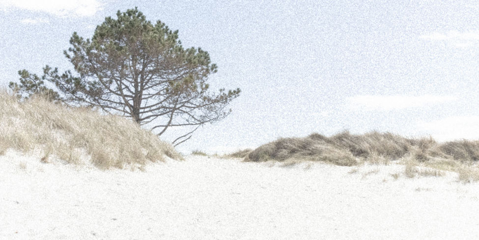 Dune shot at Wingaersheek Beach.
