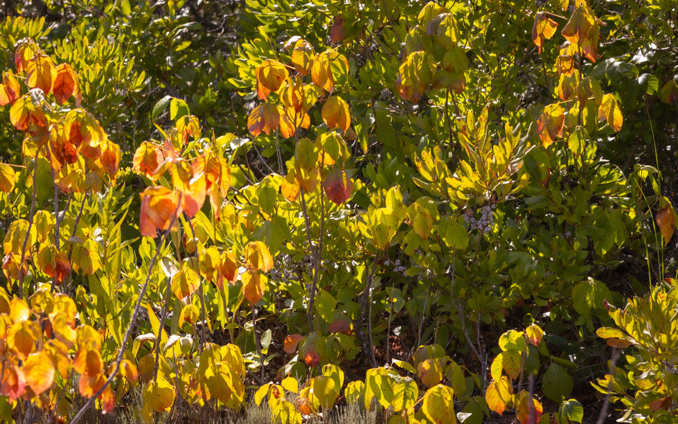 Sunny day for vegetation