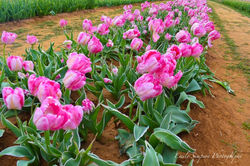 eZy Watermark_24-03-2019_02-27-55AM