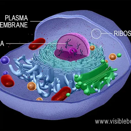 Cells: The Tiny Building Blocks of Life
