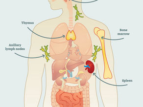 The Immune System: The Basics and How to Keep it Strong