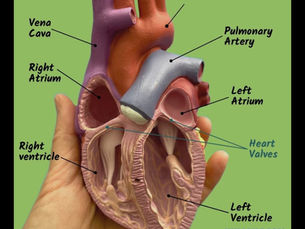 Your Heart Is a Super Pump: How It Keeps You Alive