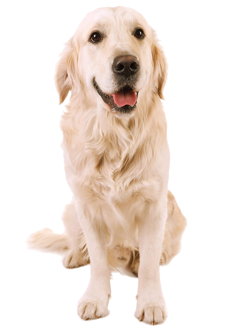 adorable-labrador-sitting-isolated-white.png
