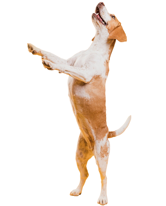 funny-dog-standing-hind-legs_edited.png