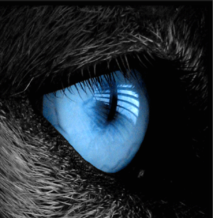 oeil-chien-1