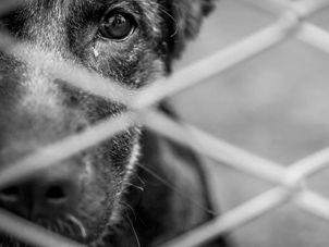 Poesia e Reflexão - 03/08/2020: maltratar animais é crime