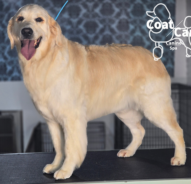 golden retriever deshed