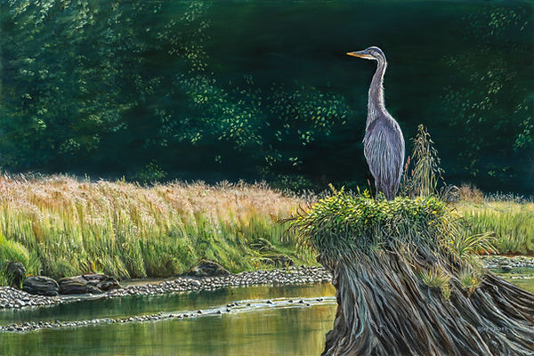 Blue Heron - "Sunlit Tranquility"