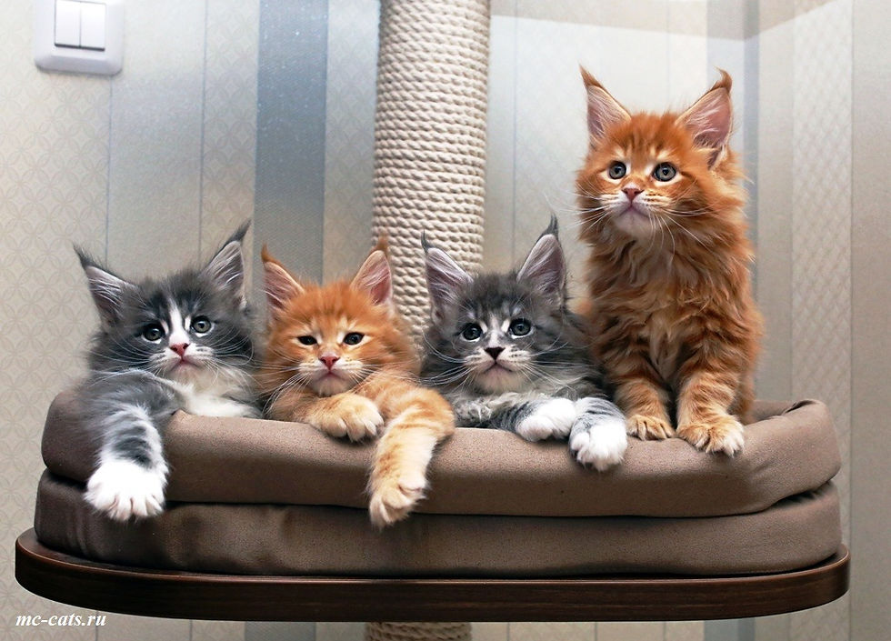 Котята Мейн-Кун