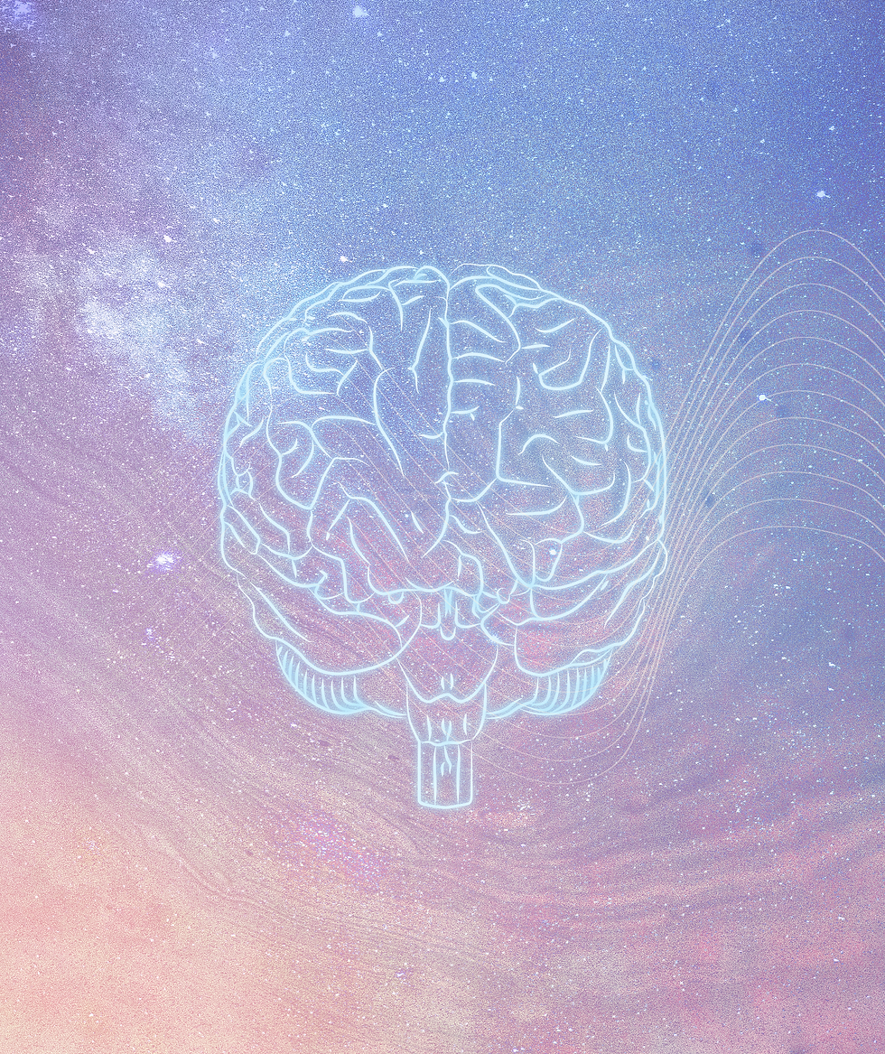 illustration of a human brain showing the brain stem