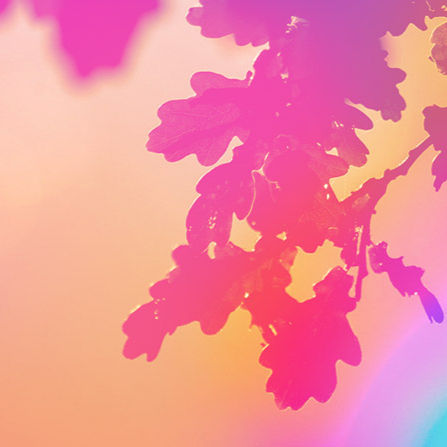 A close-up of pink and orange leaves against a soft, pastel background, creating a calm and gentle atmosphere.