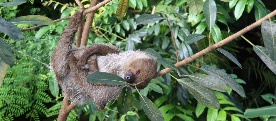 Politisk klumme i en valgtid: Dovendyrs-snor til førtidspensionisterne?