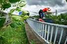 Broccoli_WSJ_2-09139-2.jpg