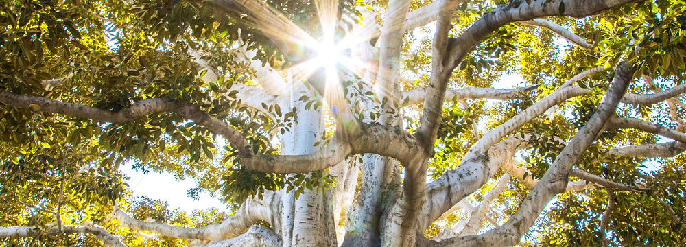 Diamond VIP Membership for Life