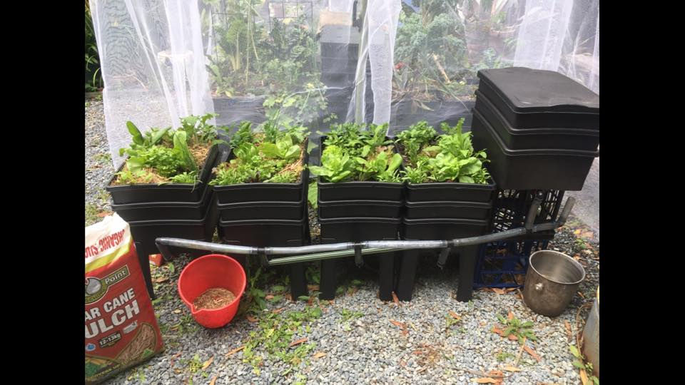 Thumbnail: Single modular wicking bed