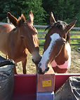 Our-Animals-21.JPG