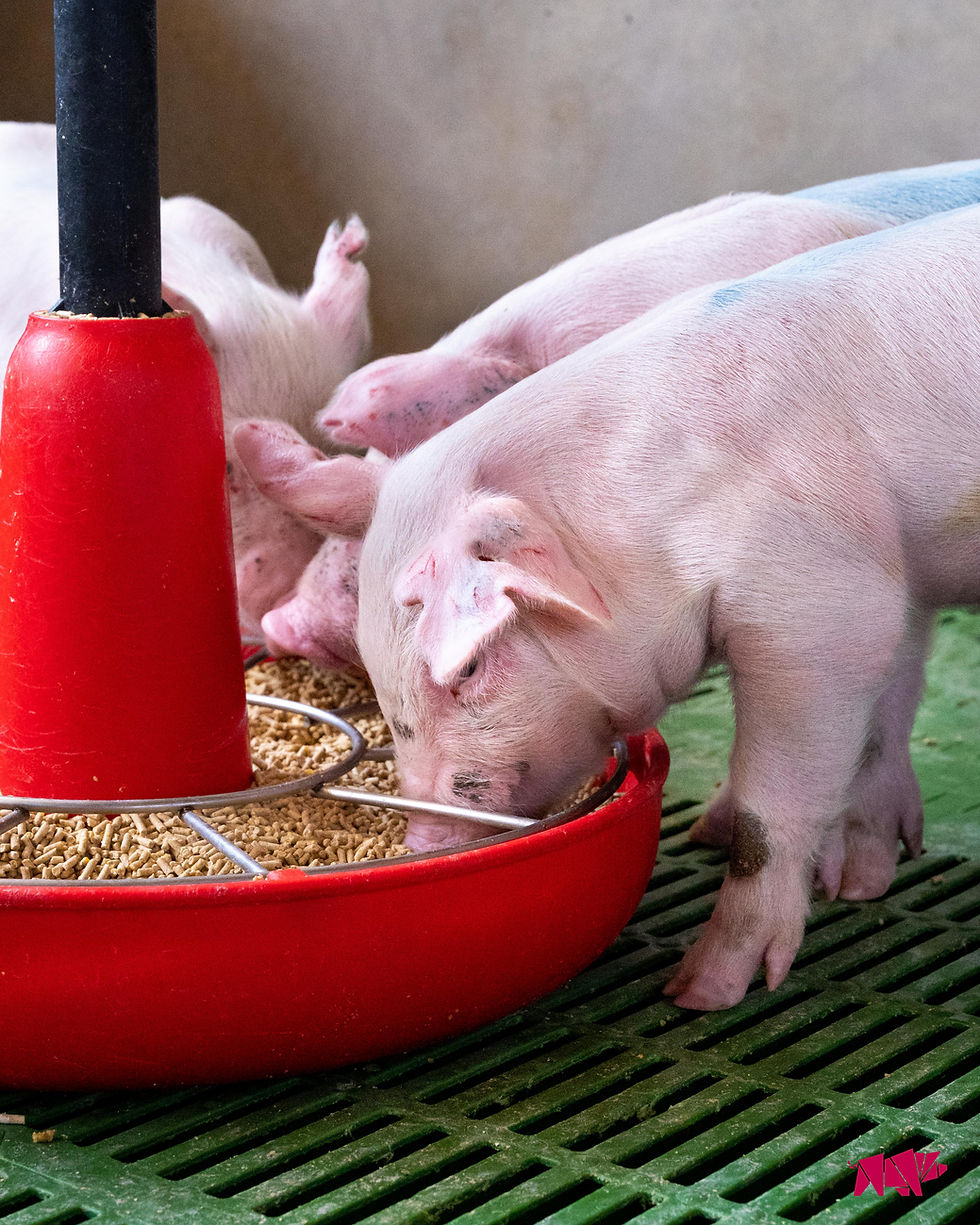 Close up of 3 piglets standing closely together and eating from feeder.