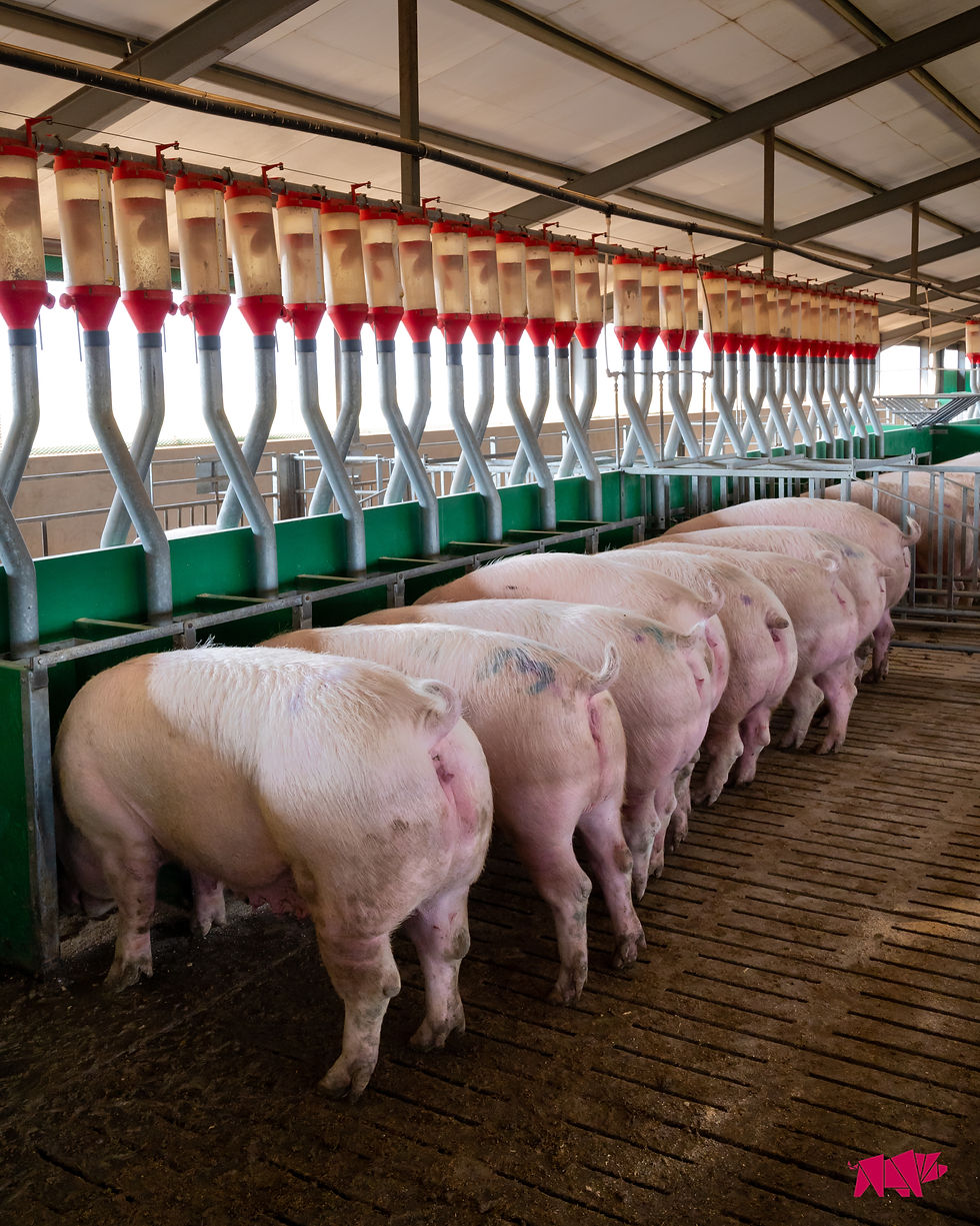 Pigs in a row eating from custom shoulder board feeders.