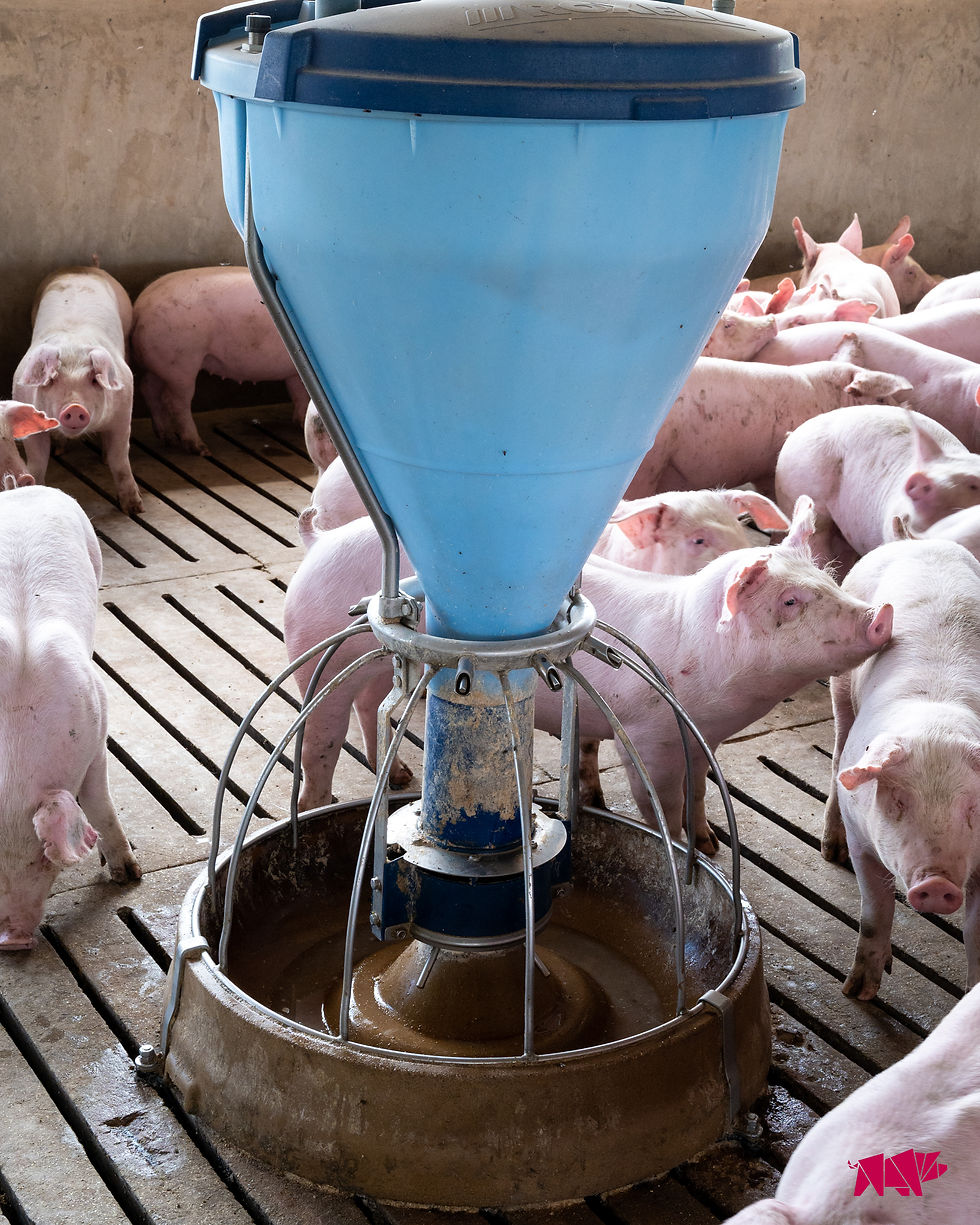 Multiple piglets standing around empty blue feeder. One piglet has its snout on top of another piglet's back.