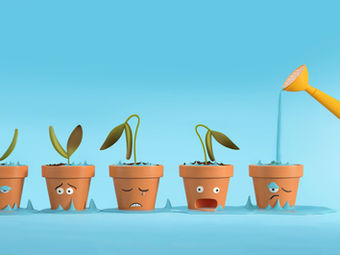 Plants being over watered