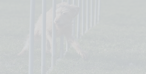 Dog-Training-compressed-_DSC0164_white.p