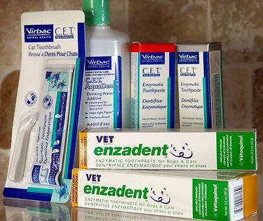 Aprenda a proteger los dientes de su mascota en casa.