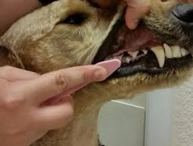 Aprenda a proteger los dientes de su mascota en casa.