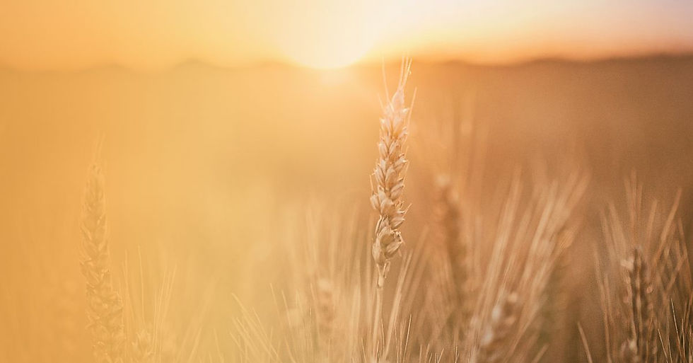 HERO Wheat Field (1).jpg