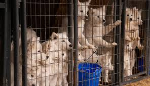 Did puppy mills kill democracy in Missouri?