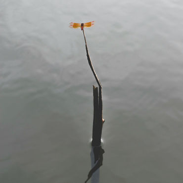 A dragonfly sitting on a branch.