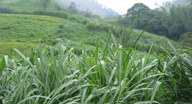 PASTO-KING-GRASS.jpg