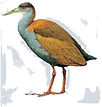 Le saracura l'oiseau de notre logo.