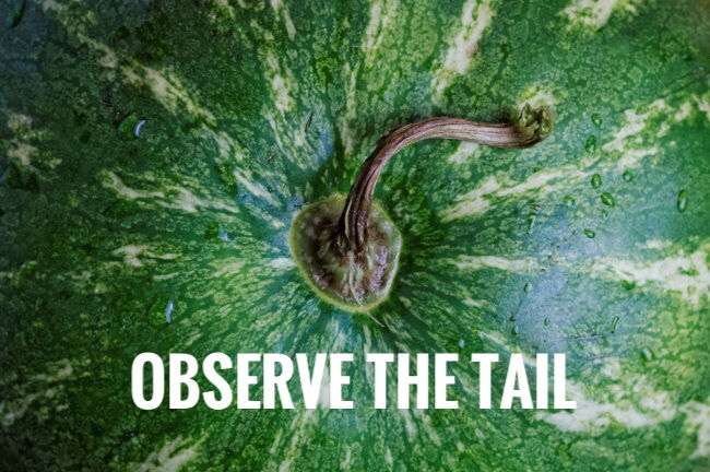 how to pick a ripe juicy watermelon