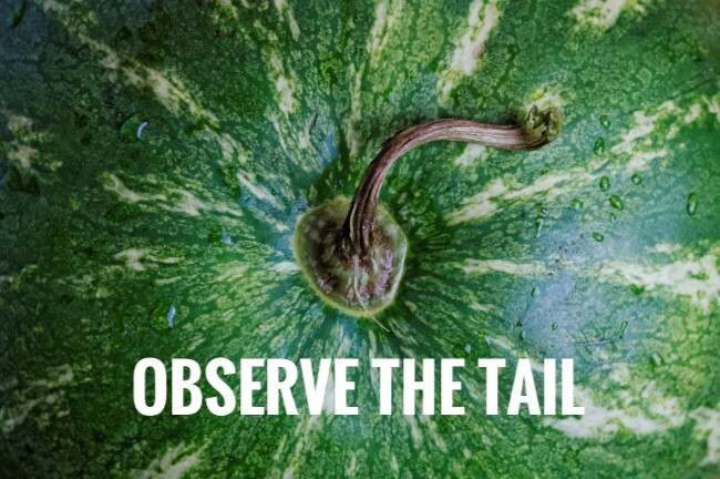 how to pick a ripe juicy watermelon