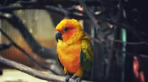 Prani – The Pet Sanctuary for Animal Lovers