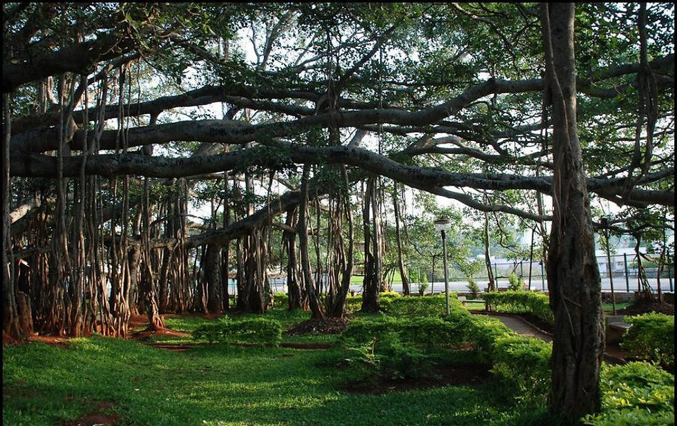 Big Banyan Tree (Dodda Alada Mara) – Nature’s Living Wonder