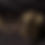Thumbnail: Three Trunk Elephant