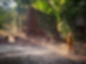 Monk in Siem Reap